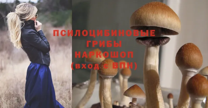 купить   Ейск  Галлюциногенные грибы Cubensis 